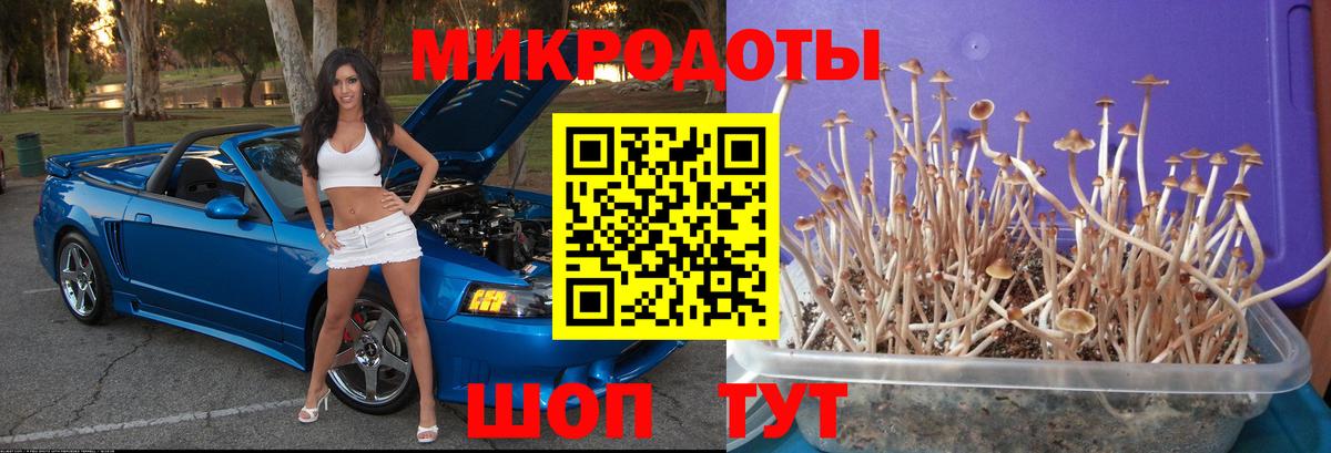 Псилоцибиновые грибы Psilocybine cubensis Ногинск